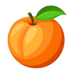 orange fruit vector illustration white background