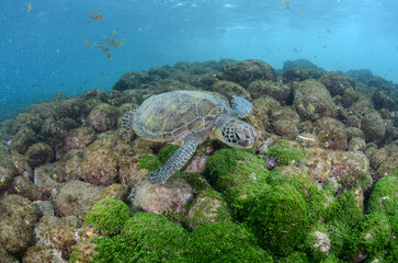 Green sea turtle swimming over rocky reef in Fernando de Noronha, Brazil