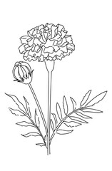 マリーゴールドの手描き線画イラスト06