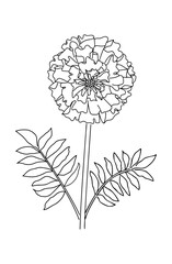 マリーゴールドの手描き線画イラスト08