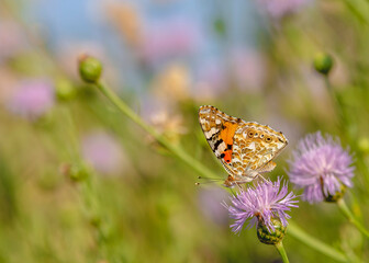 Papillon belle-dame