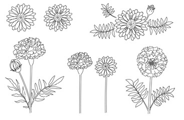 マリーゴールド(キンセンカ)の手描き線画イラストセット