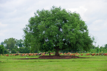 Rural Serenity with Grazing Cows under a Majestic Tree