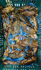 Fresh live mud crabs tied with blue plastic rope in green basket, top view