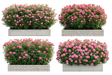blooming pink rose bushes in grid layout