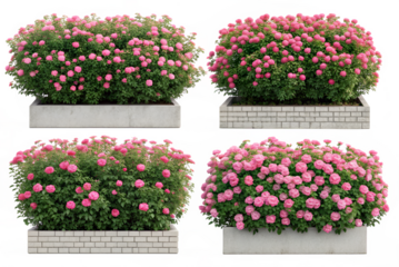 blooming pink rose bushes in grid layout