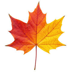 Obraz premium A single, perfectly formed maple leaf, vibrant red, orange, golden yellow, intricate veins, natural texture, isolated on a plain crisp white background with precise top-down studio lighting, concept