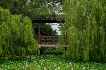 a bridge within a traditional Chinese garden, surrounded by lush willow trees and water plants....