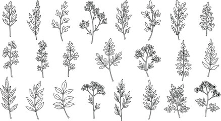 Bright vibrant orange marigold flower isolated on white background, perfect for botanical design, floral art, decoration, nature, garden, and print