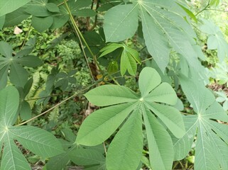 green cassava leaves on the garden.