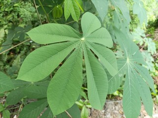 green cassava leaves in the garden