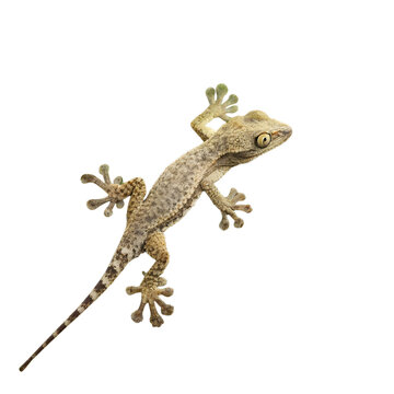 A close-up of a brown gecko with distinctive toe pads, climbing on a black surface. The gecko has a long tail and textured skin.