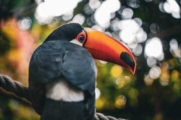 Tukan