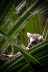 Lemur vol. 3  © Ens_-