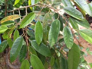 durian tree leaves with thick tree stems