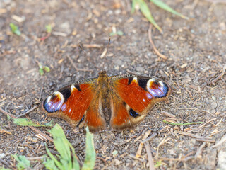 Peacock butterfly on the ground among the grass