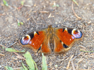 Peacock butterfly on the ground among the grass