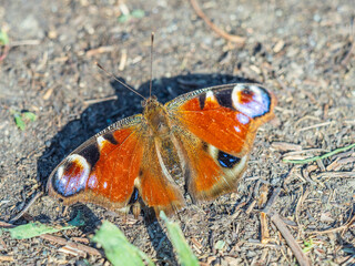 Peacock butterfly on the ground among the grass