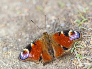Peacock butterfly on the ground among the grass