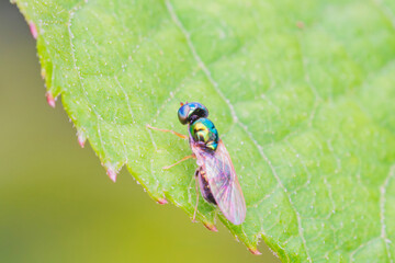 メタリックカラーのハラキンミズアブ
