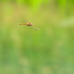common darter dragon fly flying 