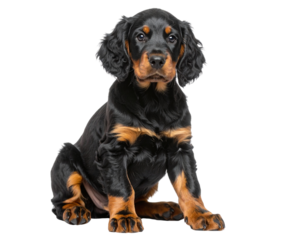  Gordon Setter Puppy Sitting with Head Tilt, Isolated on Transparent Background
