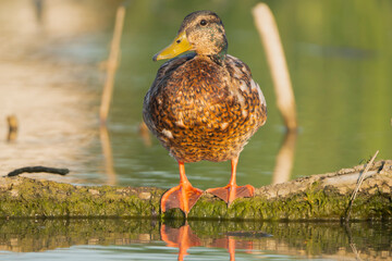 Mallard duck - Anas platyrhynchos, standing on a moss-covered log at the edge of the water. Photo taken in Danube Delta in Romania.