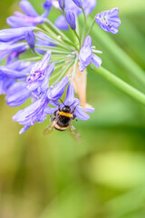 A White-tailed Bumblebee (Bombus lucorum) gathering pollen and nectar on an purple Agapanthus plant...