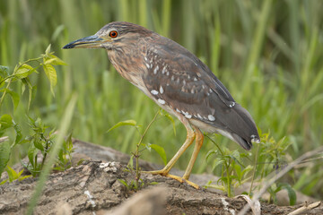 Black-crowned Night-Heron, black-capped night heron - Nycticorax nycticorax juvenile in its distinctive mottled brown immature plumage. Photo from Danube Delta in Romania.