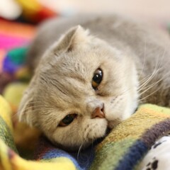 Nice cute scottish cat relaxing on the bed