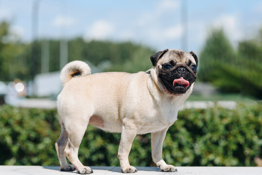cute small cream pug walks on green grass in summer park in summer day, dogwalking concept - Powered by Adobe