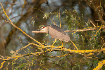 Black-crowned night-Heron - Nycticorax nycticorax perched on tree. Photo from Danube Delta in Romania. N. n. nycticorax.