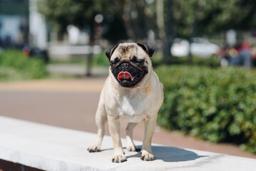 cute small cream pug walks on green grass in summer park in summer day, dogwalking concept