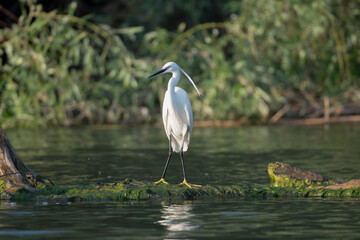 Little Egret - Egretta garzetta standing serenely on a moss-covered log. Photo taken in Danube Delta in Romania.