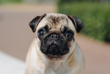 Obraz premium cute small cream pug walks on green grass in summer park in summer day, face closeup view, dogwalking concept