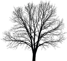 Obraz premium Vector art of a stark silhouette of a bare tree against a white background, isolated on white background, evoking the quiet beauty of winter