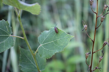 Blatt