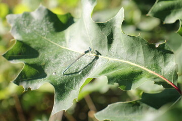 Libelle am Morgen