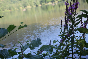 Blume am Ufer