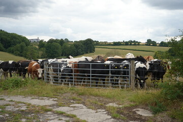 A herd of cows gathered behind a farm gate in rural countryside, near Codnor, Derbyshire, England