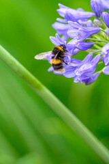 A White-tailed Bumblebee (Bombus lucorum) gathering pollen and nectar on an purple Agapanthus plant in a garden.