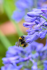 A White-tailed Bumblebee (Bombus lucorum) gathering pollen and nectar on an purple Agapanthus plant...