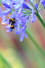 A White-tailed Bumblebee (Bombus lucorum) gathering pollen and nectar on an purple Agapanthus plant...