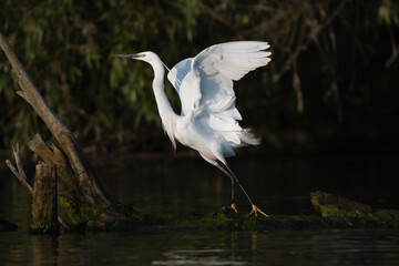 Little Egret - Egretta garzetta in full breeding plumage landing on wooden perch at dark background. Photo taken in Danube Delta in Romania.