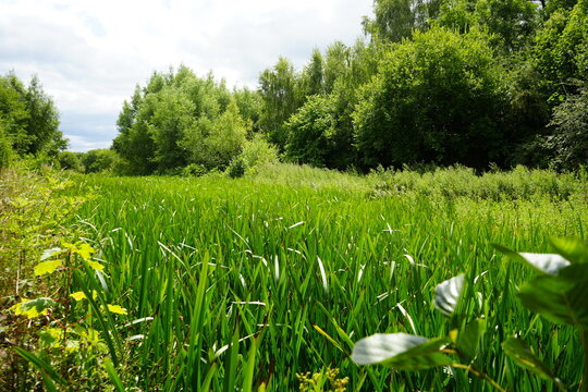 Scenic view of lush green wetland with tall grass and dense woodland in Codnor, Derbyshire, England