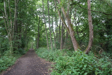Obraz premium Serene scene of a shaded woodland walking path with tall trees in Codnor, Derbyshire, England