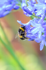 A White-tailed Bumblebee (Bombus lucorum) gathering pollen and nectar on an purple Agapanthus plant...