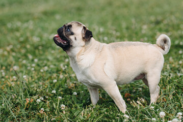 cute small cream pug walks on green grass in summer park in summer day, dogwalking concept