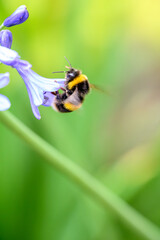 A White-tailed Bumblebee (Bombus lucorum) gathering pollen and nectar on an purple Agapanthus plant...