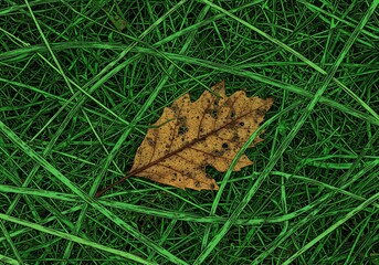 緑鮮やか草地、一枚の枯葉静かに眠る